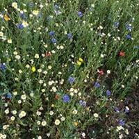 Wild flower meadow